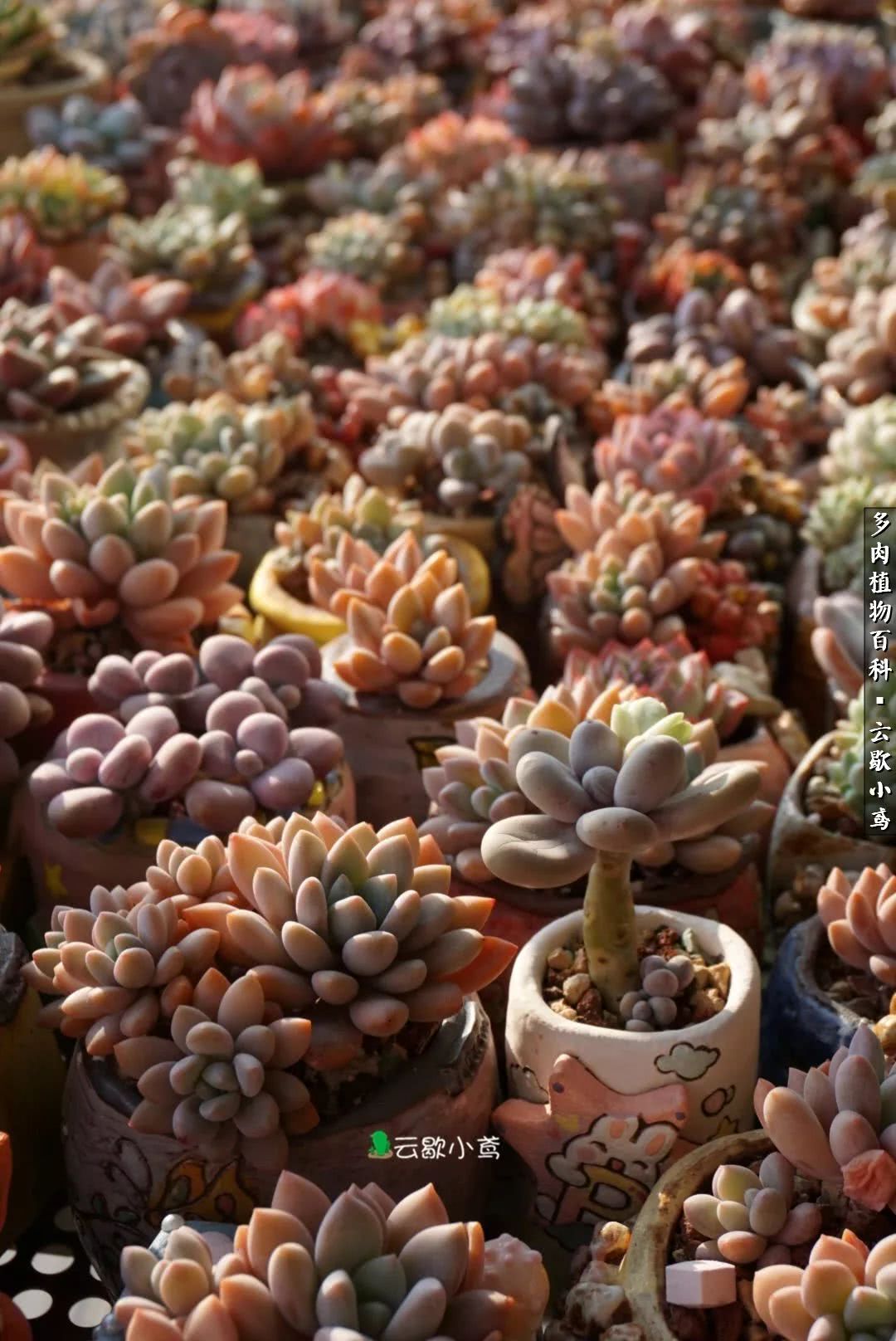 不负人间风月,不负人间风月创作的原声