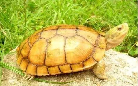 黄喉龟缸里适合养什么绿植,养黄喉小青龟违法吗