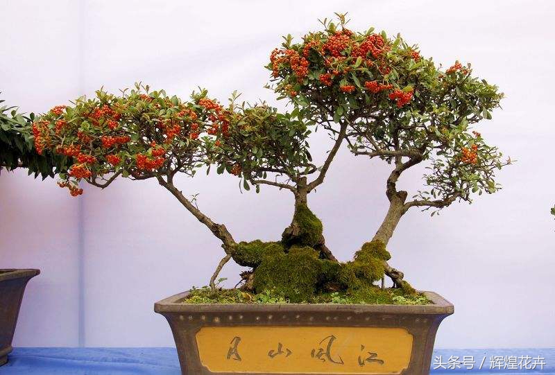 老桩梅花盆景怎么养,怎么养酢浆草老桩盆景