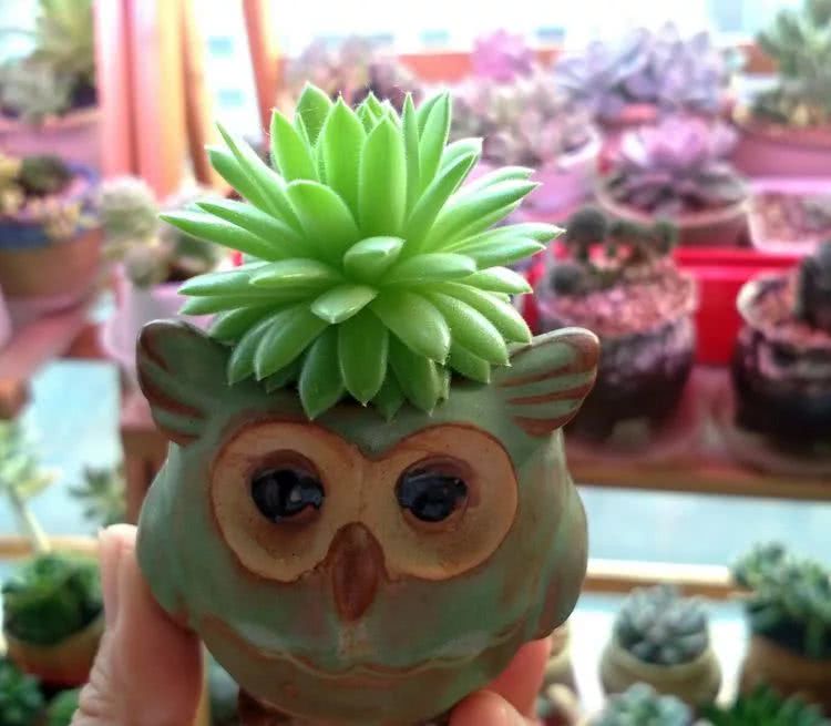 做足了功课养多肉,不用操心就能养好的多肉