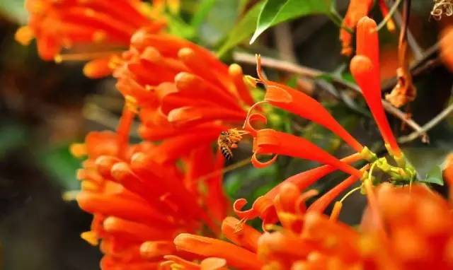 深圳春游十大好去处要门票,深圳春游亲子最佳去处