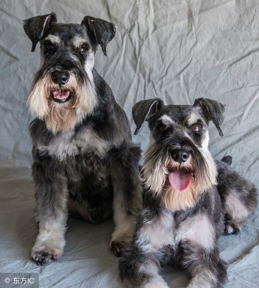 雪纳瑞犬养护知识大盘点图,日常养狗记录vlog雪纳瑞