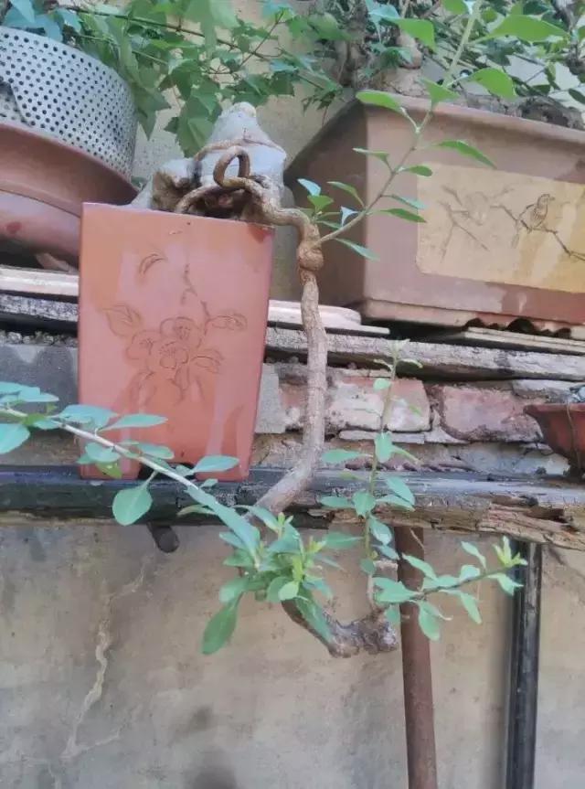 山宗山先生枸杞精品养护心得