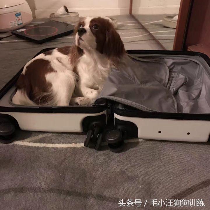 骑士查理小猎犬优缺点,养骑士查理王猎犬是什么样的体验