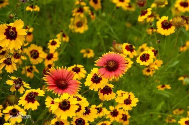 100种常年开花的植物,适合在家一年四季开花的植物