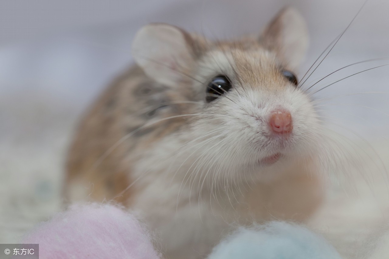 如何让两只仓鼠合笼而且不打架,为什么别人家的仓鼠能合笼