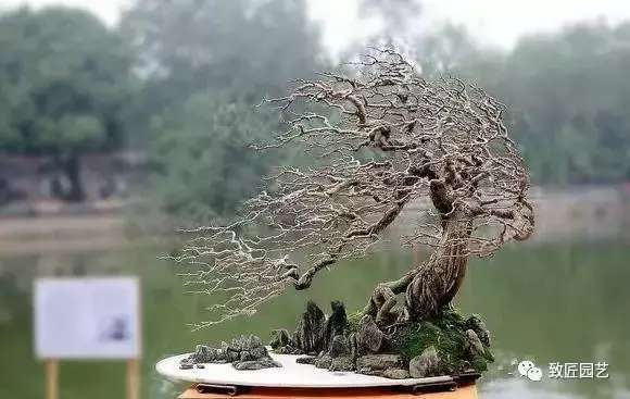 盆景欣赏难得一见的绝美盆景艺术,风萧萧兮易水寒草书