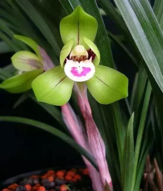 100种常年开花的植物,适合在家一年四季开花的植物