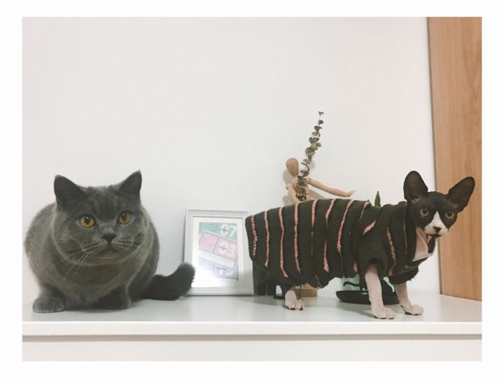 养一只无毛猫的真实感受,养一只无毛猫要多少钱