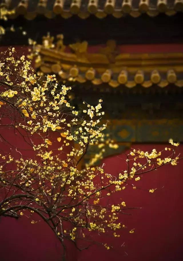 100种常年开花的植物,适合在家一年四季开花的植物