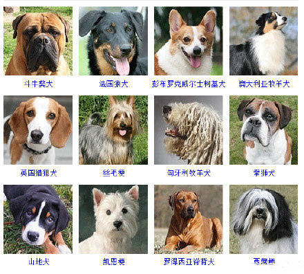 狗狗品种大全看看你认识几种,狗狗的所有类型品种大全介绍