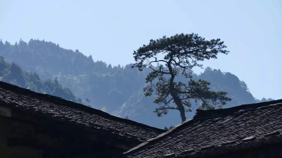 法国归来的插画师也难逃这片山林“诱惑”，夏天还想来看萤火虫