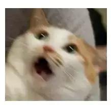 猫片大全及价格表,猫片是什么意思