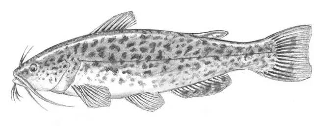 素描入门零基础教程动漫人物,素描入门零基础教程排线握笔