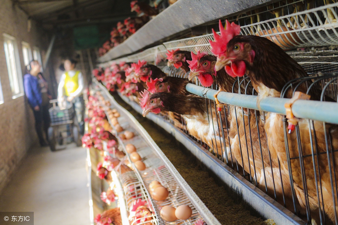 蛋鸡脱肛的原因及解决方案