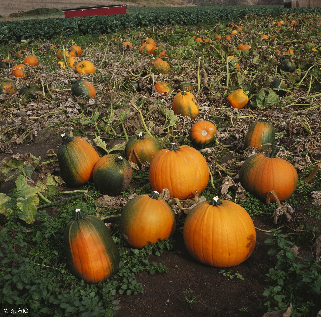 用农作物做的南瓜,南瓜农作物介绍