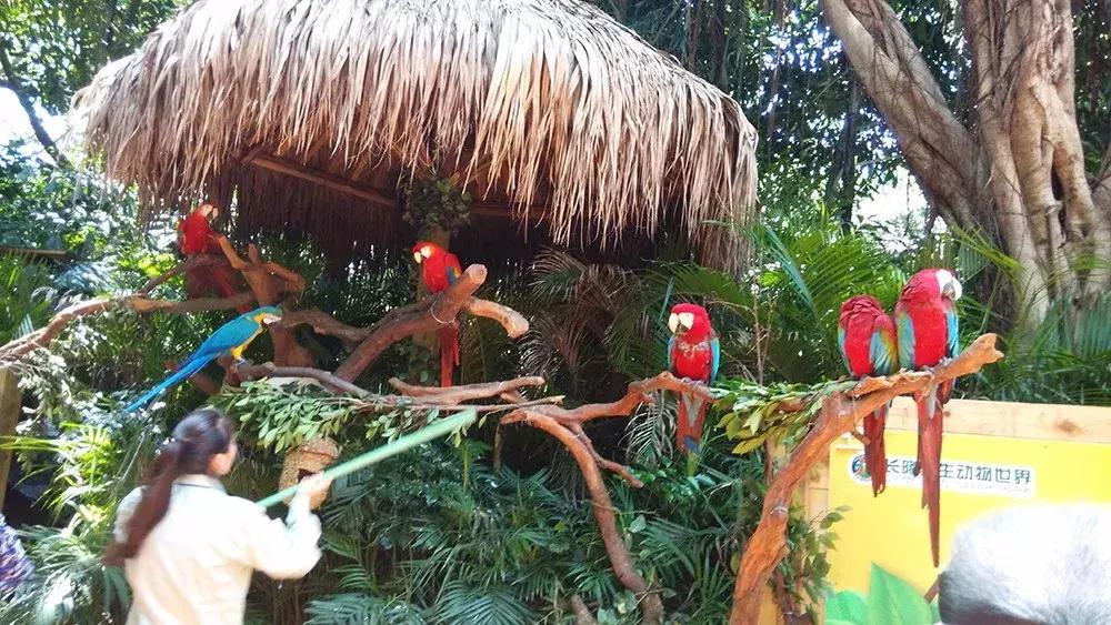 广州长隆野生动物园全程游记,长隆野生动物园游记作文大全