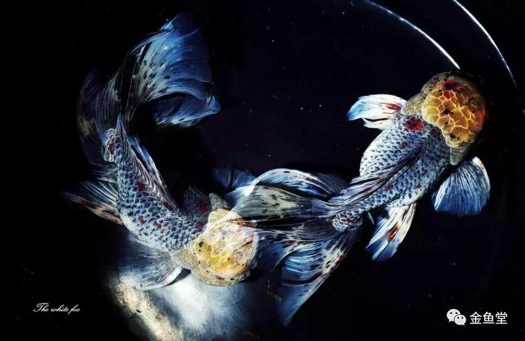 新手水草缸开缸及养水步骤,开缸养水静置还是开过滤泵