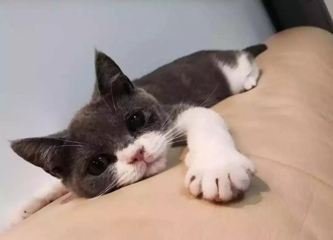 猫咪的肉垫可以萌到什么程度,猫咪的小肉垫起什么作用