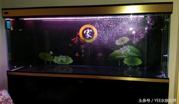 家庭养鱼有没有硝化细菌,硝化细菌为什么不能养鱼