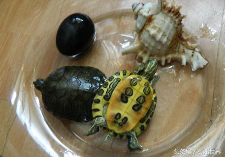 如何养乌龟小常识巴西龟,养乌龟技巧巴西龟能长多大