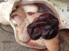 鱼类败血症,鱼病毒性败血症