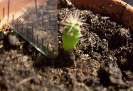 1片小药片兑水，往花盆一倒！花蹭蹭蹭往上长，不烂根，老旺盛了