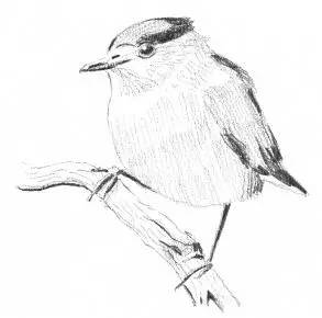 素描入门零基础教程动漫人物,素描入门零基础教程排线握笔