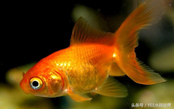 家庭养鱼有没有硝化细菌,硝化细菌为什么不能养鱼