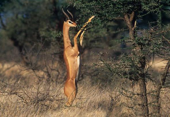 聪明又可爱的猴子,聪明活泼淘气又可爱的猴子