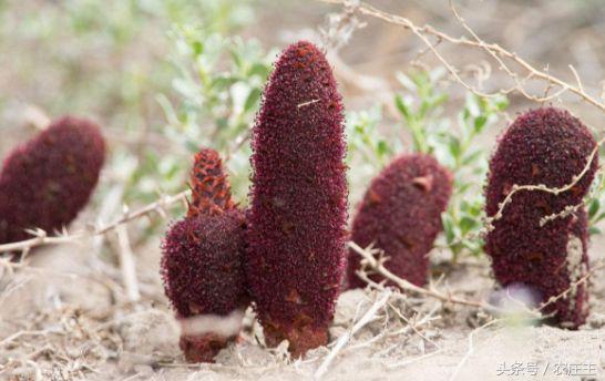 2018药材走势,2017年医药股走势
