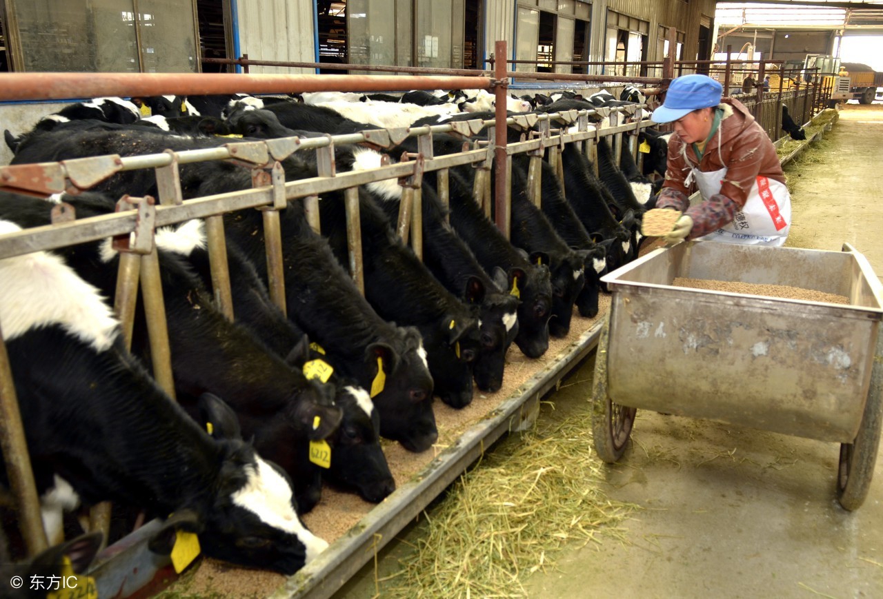 牛初乳适合小孩吃吗,牛初乳为什么禁用婴幼儿配方食品