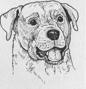 掌握狗的语言交流