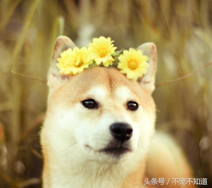 狗狗生理常识大全,狗狗生理常识