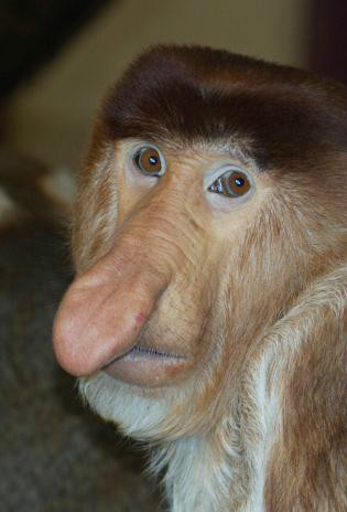 聪明又可爱的猴子,聪明活泼淘气又可爱的猴子