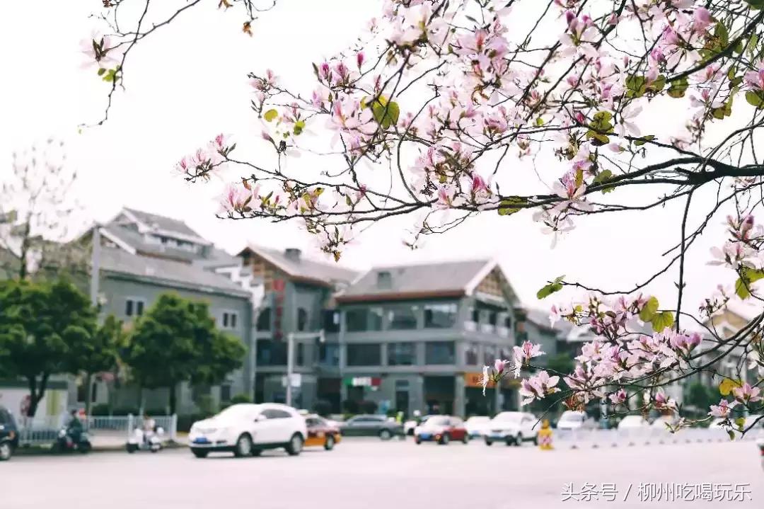 为什么柳州那么多人卖房,为什么要在南宁买房