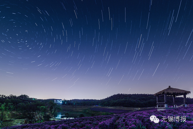 薰衣草花海的花期,雪浪山观赏薰衣草