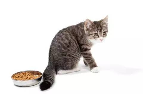 猫咪最容易得的十大疾病,猫咪常见十大疾病