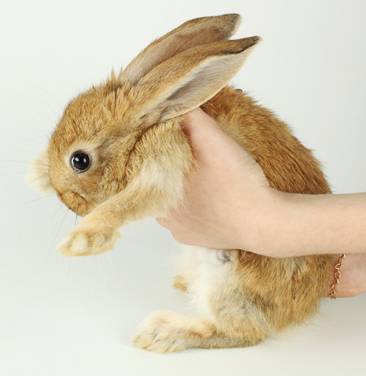 我家毛球最好抱了！不过该怎么抱？