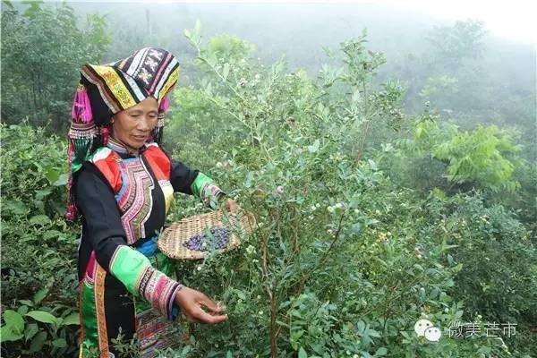 来芒市撒野‖咂蓝莓啖杨梅“二Mei”齐登场