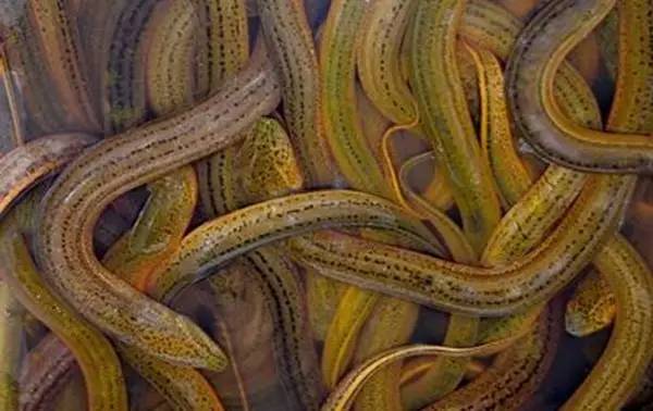 养小型鱼的最佳水温,鱼适应水温一般要多久