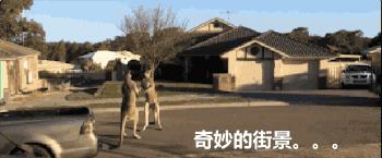 贵州产的老干妈,产自贵州的老干妈