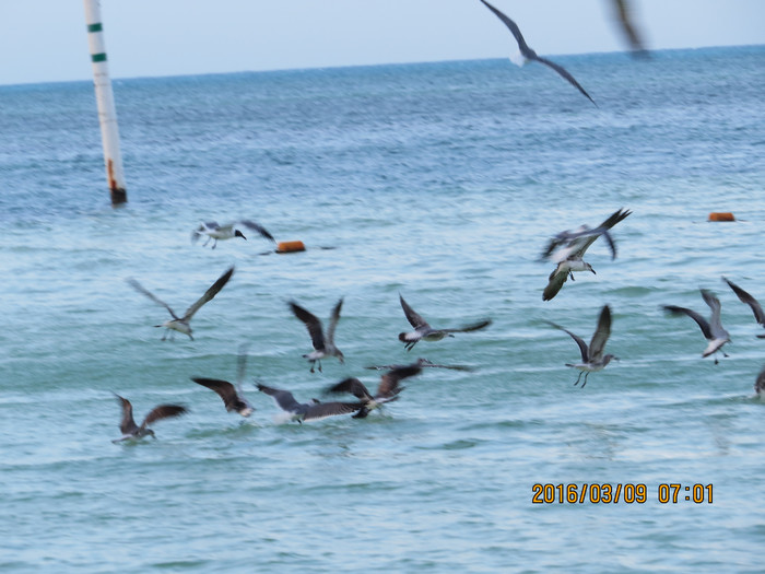 去巴西阿根廷秘鲁智利四国游,巴西阿根廷智利秘鲁地图