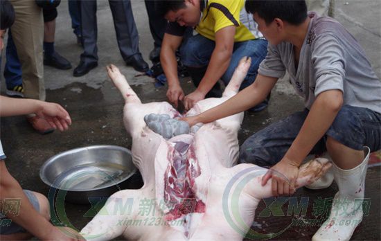 屠宰场杀猪的情况,生猪屠宰场杀猪实拍