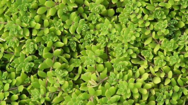 中药垂盆草的功效和作用,垂盆草是草药的好还是中药的好