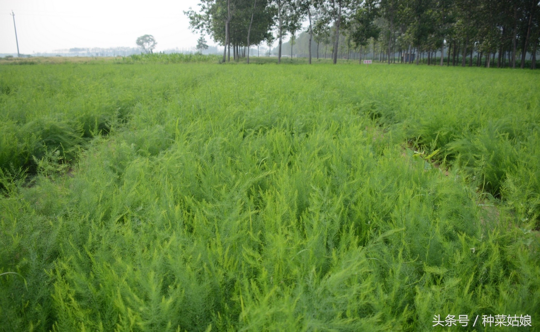 春季芦笋的培育管理技术,芦笋种植的全程管理