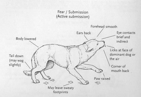 掌握狗的语言交流