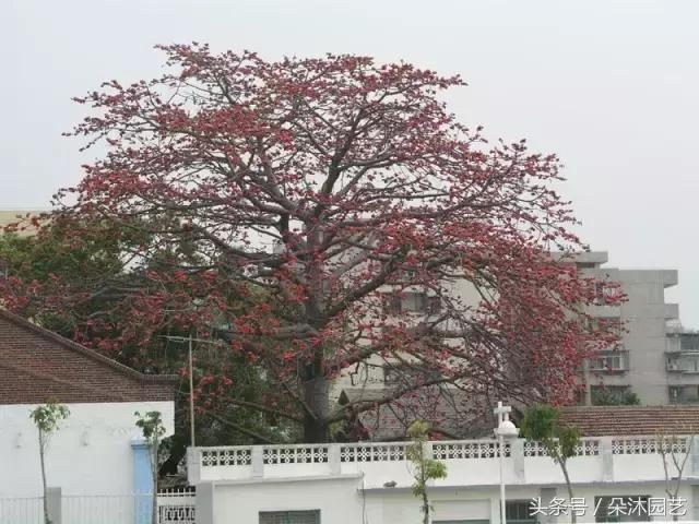 风水知识大全院子里的树,庭院里的植物风水禁忌
