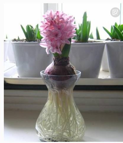 水培风信子瓶子可以养什么,水培风信子一定要放在黑暗地方吗