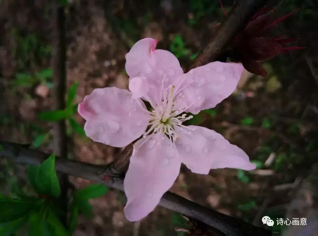 戊戌惊蛰有感：花谢花飞花满天，红消香断有谁怜？